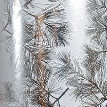 #j9391 Silver Pine Boughs - Gift Wrap - 26 X 833' - - Gift Wrapping Paper by Paper Mart