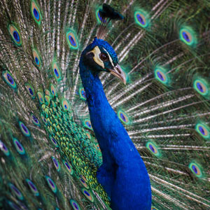 peacock feather