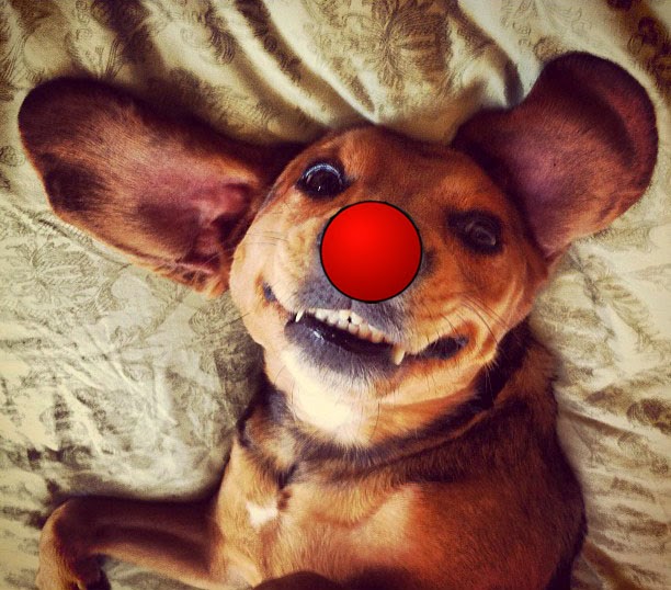 Happy #RedNoseDay!